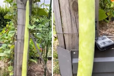 Watch: Man Shares Glimpse Of His 5-6 Feet Long Homegrown Bottle Gourd