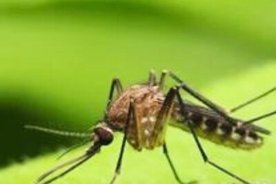 How You Can Slowly Turn Your Garden And Backyard To A Mosquito Free Zone