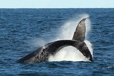 Whales are engineers of ocean ecosystems