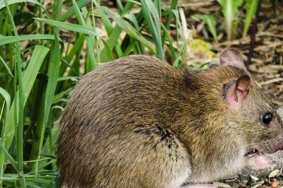 Pakistan To Employ Cats To Hunt Rats Inside Its Parliament, Prepares Rs1.2 Million Budget