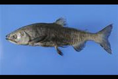 Scientist says he found Japan fish thought extinct