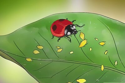 How to Attract Ladybugs