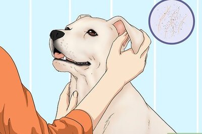 How to Wash a Dog's Face