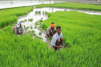 'Signs of Farming Revolution in India': With Covid-19 Limitations, New Methods Come to Rescue