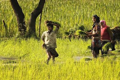 Smart Agriculture: Bringing Green Revolution to Eastern India