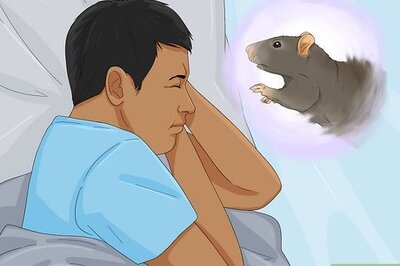 What Does It Mean When You Dream About Rats?