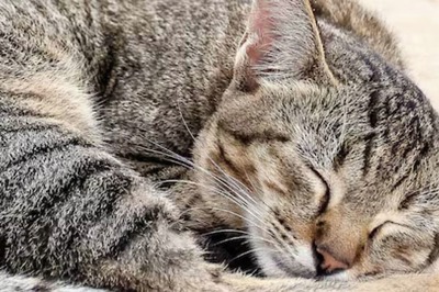 Watch: Man Sees Cat And Her Kittens Lying On Railway Track And Then This Happened