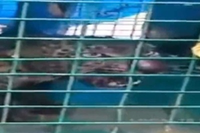 Leopard, Creating Havoc In Karnataka's Belthangady, Captured After 2 Months