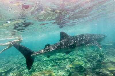 Australian Nudist Beach Surfer Punches Shark to Escape Attack