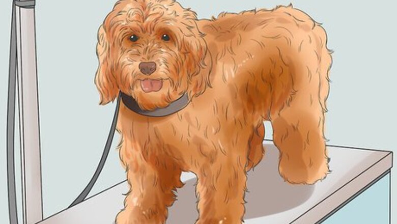 How to Groom a Long Fleece Coated Labradoodle
