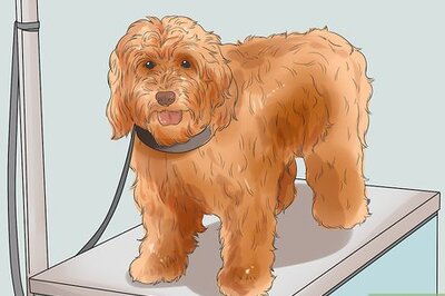 How to Groom a Long Fleece Coated Labradoodle