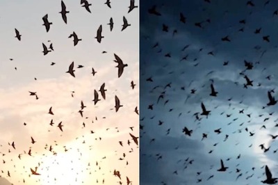Mysterious Village in Assam With Population of 2,500 People Where Birds are 'Suicidal'