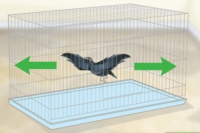 Bird Cage Setup for Budgies, Parakeets, Parrots, & More