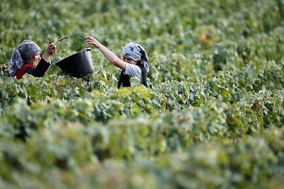 Cham-pain: grape harvest cut as pandemic crushesÂ bubbly sales