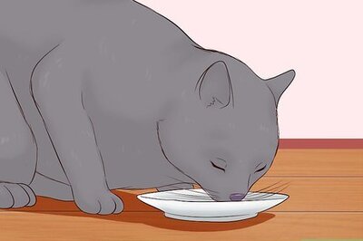 How to Give a Cat an Injection
