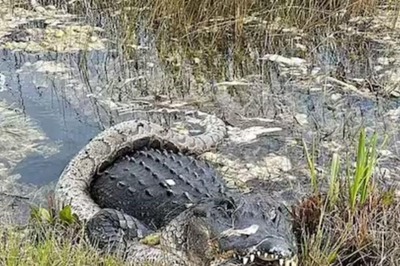 Python And Crocodile Lock Horns; Watch Till The End To Find The Winner