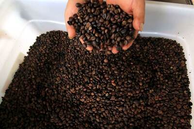India is Making World's Priciest Coffee and It's Made from Civet Cat Poop