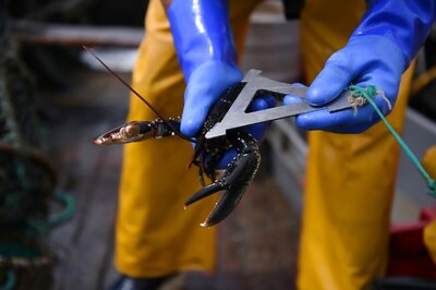 Switzerland Rules Lobsters Must Be Knocked Out Before Being Boiled