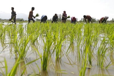 BJP MPs asked to publicise pro-farmer aspect of Budget