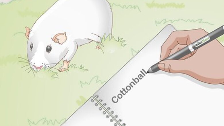 How to Choose Your Guinea Pig's Name