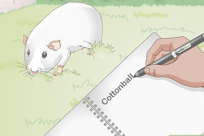 How to Choose Your Guinea Pig's Name