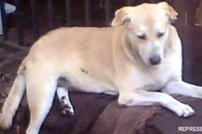 Chennai cholera scare: Pet owners rush to vets