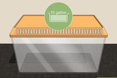 How to Keep a Chaco Gold Knee Tarantula