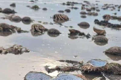 In Wales, 'Mass Grave' Of Spider Crabs On Beach Leaves Locals Terrified