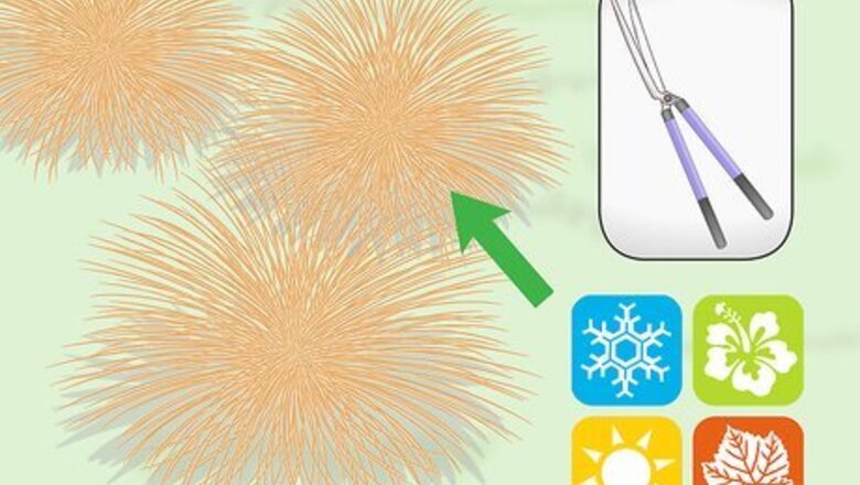 How to Prune Ornamental Grasses