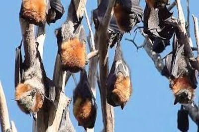 Nipah Scare in Maharashtra After Virus Found in Two Bat Species in Mahabaleshwar Cave