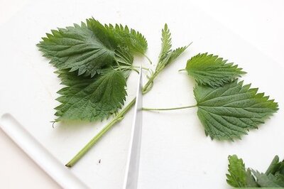 How to Eat Stinging Nettles