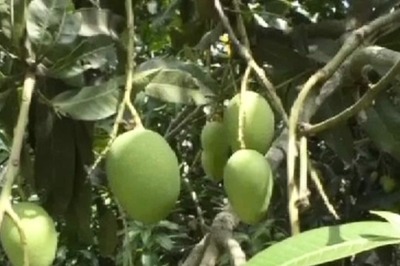 Bitter Summer Ahead for Bengal's Mango Lovers as Bad Weather Puts Farmers in a Pickle