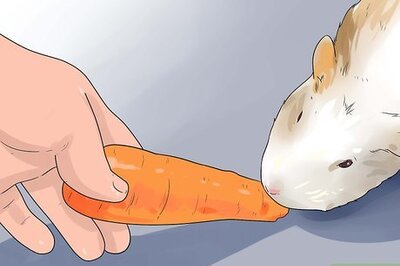 How to Make Guinea Pig Treats