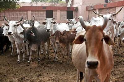 Congress-BJP War of Words Over Death of 500 Cows at Rajasthan Centre