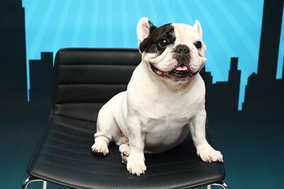 French Bulldog's Cute Face Exposes It To Welfare Risks: New Study