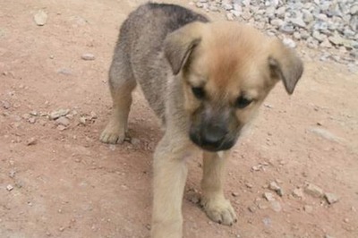 Two Women Nursing Students Arrested for Beating 16 Puppies to Death in Kolkata’s NRS Hospital