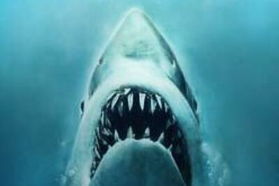 Australian swimmer survives shark attack