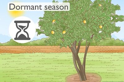 How to Graft a Fruit Tree