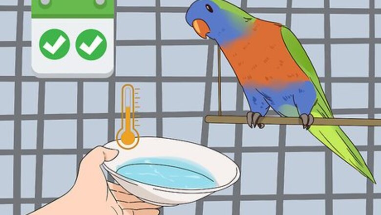 How to Groom Lories and Lorikeets