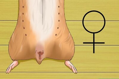 How to Know when Your Hamster Is Pregnant