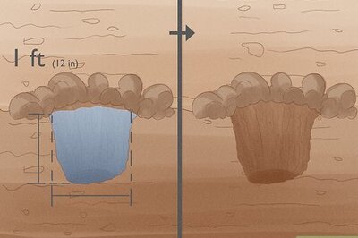 How to Plant Weeping Willow Trees