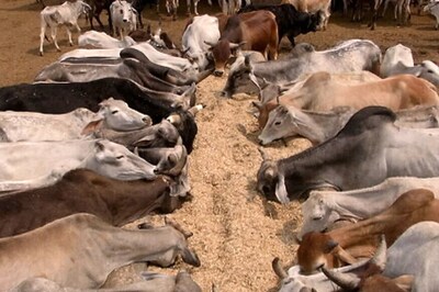 Meat Exports Dip 15% , But No Plan to Lift Ban on Selling Beef Abroad