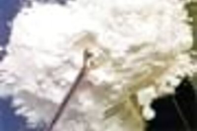 Ants 'ate' 24 kg drugs: Prosecution tells court