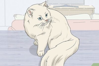 How to Convince Your Man to Get a Cat