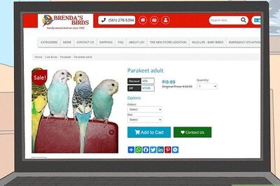 How to Choose a Good Budgie