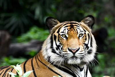 Printable Calendars to Nature Tourism: How A Wildlife Photographer is Helping Save The Tiger Campaign