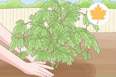 How to Plant Peonies