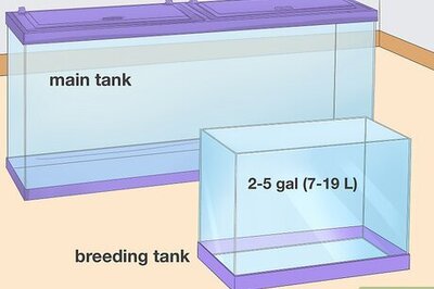A Simple Guide to Breeding Neon Tetras