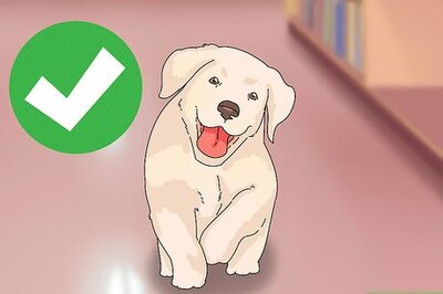 How to Take Care of Puppies