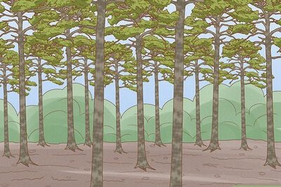 How to Tap a Pine Tree